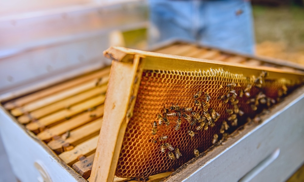 backyard beekeeping tips