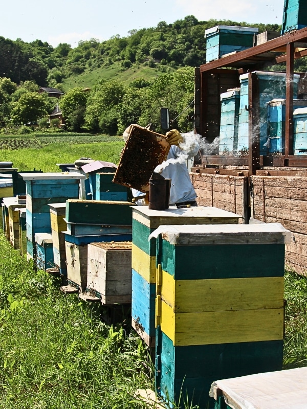 home beekeeping benefits